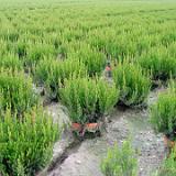 0407U 48 Blumentoepfe